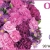 Order Your Mother's Day Bouquet Today!