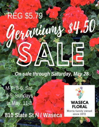 Geraniums Sale