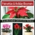 Poinsettias & Holiday Bloomers
