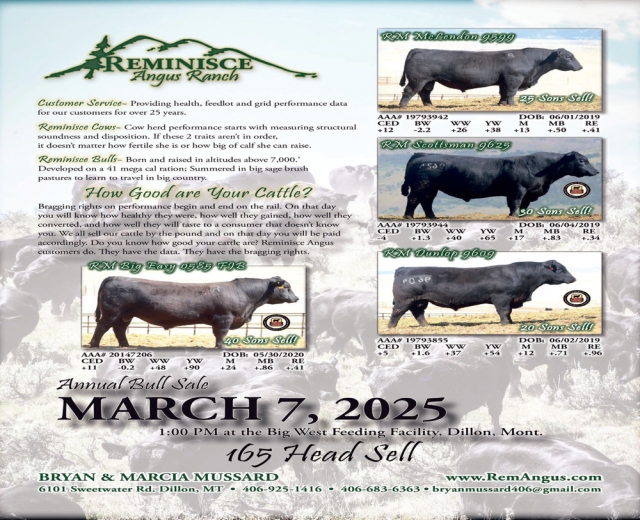 Angus Sale, Reminisce Angus Ranch