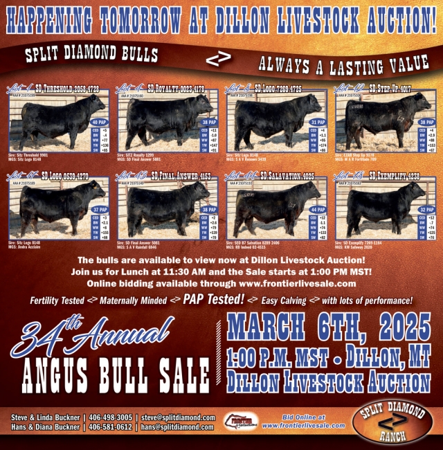 34th Annual Angus Bull Sale, Split Diamond Ranch