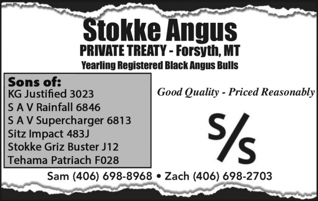 Yearling Registered Black Angus Bulls, Stokke Angus, Billings, MT
