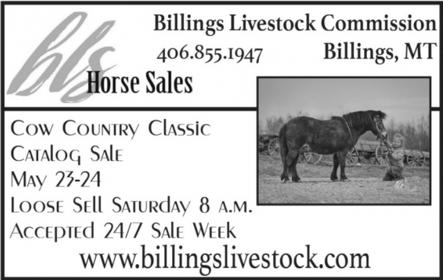 Horse Sales, Billings Livestock Commission, Billings, MT