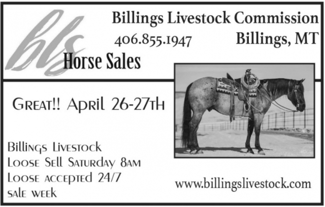 Horse Sales, Billings Livestock Commission, Billings, MT
