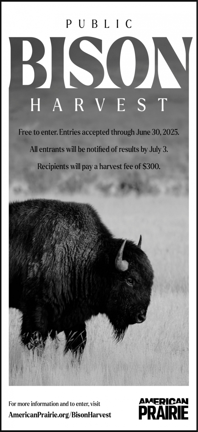 Publi Bison, American Prairie, Lewistown, MT