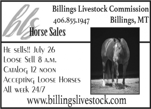 Horse Sales, Billings Livestock Commission, Billings, MT