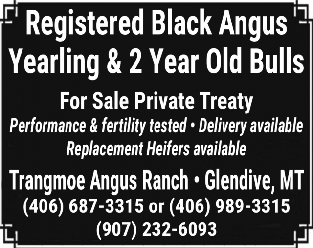 Registered Black Angus Yearling & 2 Year Old Bulls, Trangmoe Angus Ranch