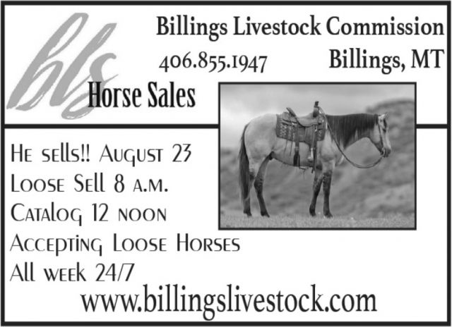 Horse Sales, Billings Livestock Commission, Billings, MT