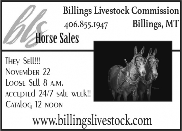 Horse Sales, Billings Livestock Commission, Billings, MT