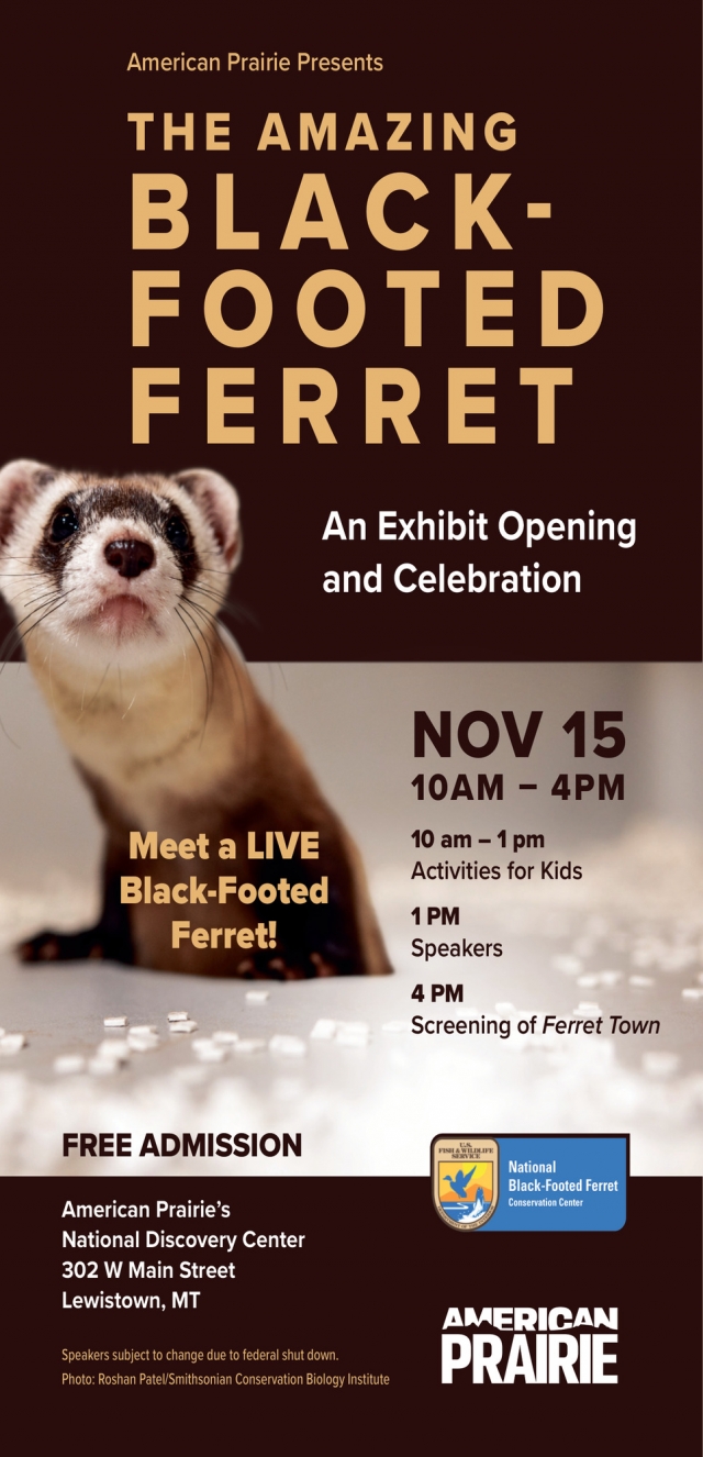 The Amazing Black-Footed Ferret, American Prairie, Lewistown, MT