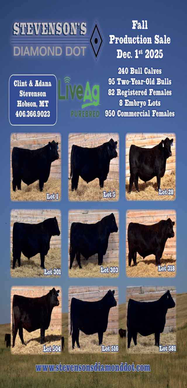 Fall Production Sale, Stevenson's Diamond Dot, Hobson, MT