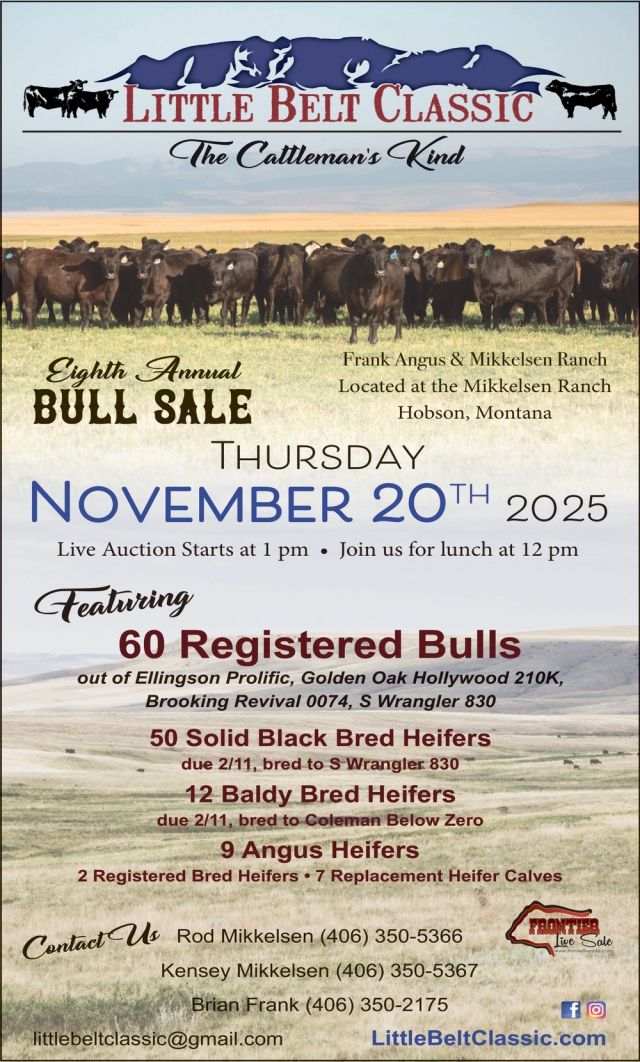 Bull Sale, Little Belt Classic (November 20, 2025)
