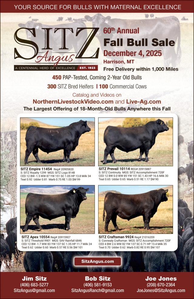 Your Source for Bulls with Maternal Excellence, Sitz Angus Ranch