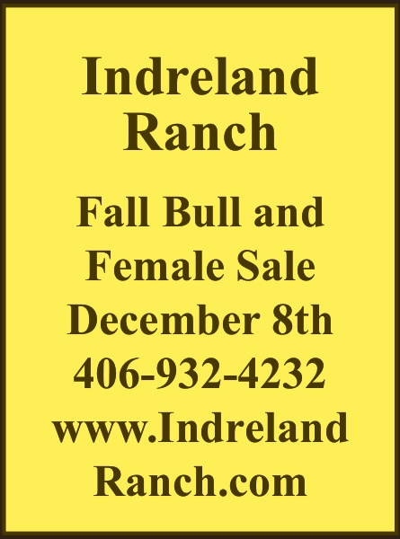 Fall Bull and Female Sale, Indreland Ranch