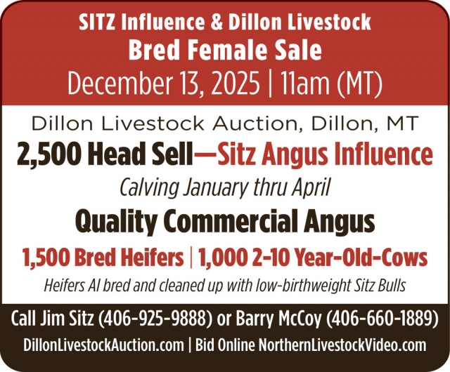 Sitz Influence & Dillon Livestock Bred Female Sale, Dillon Livestock Auction