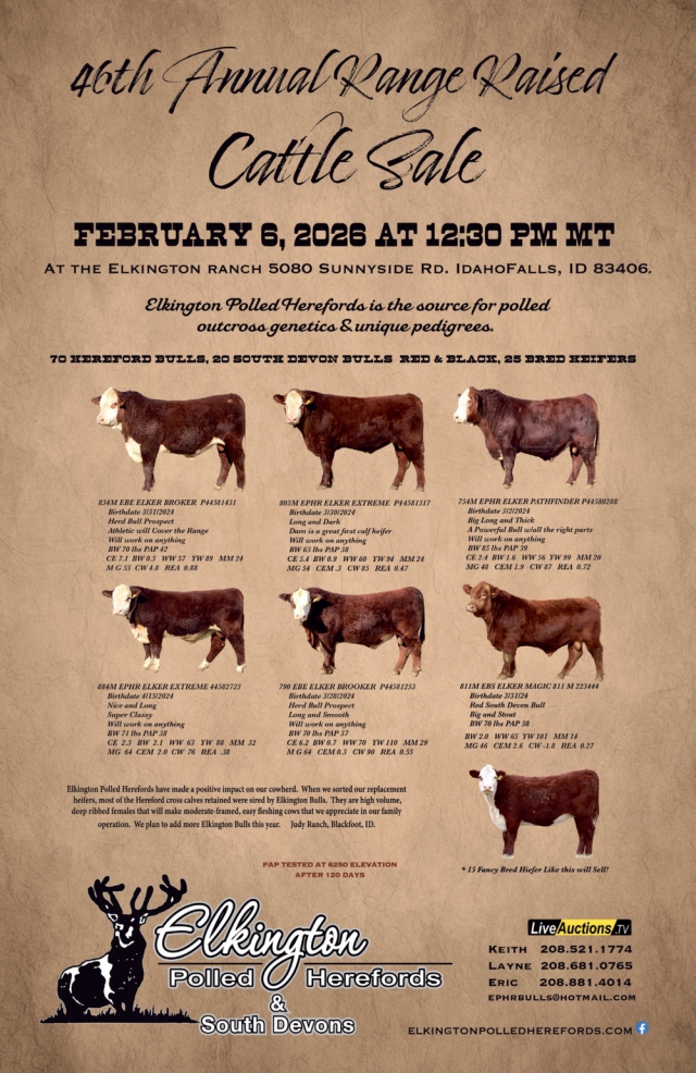 46th Range Raised Cattle Sale, Elkington Polled Herefords & South Devons, Idaho Falls, ID