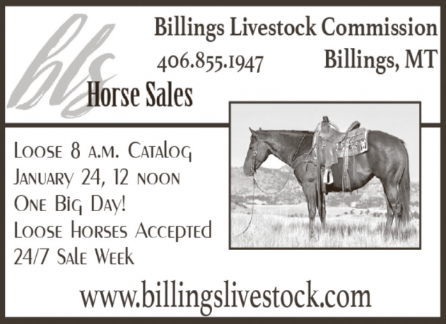Horse Sales, Billings Livestock Commission, Billings, MT