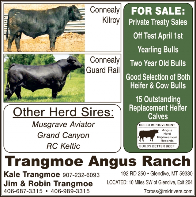 Two Year Old Bulls, Trangmoe Angus Ranch