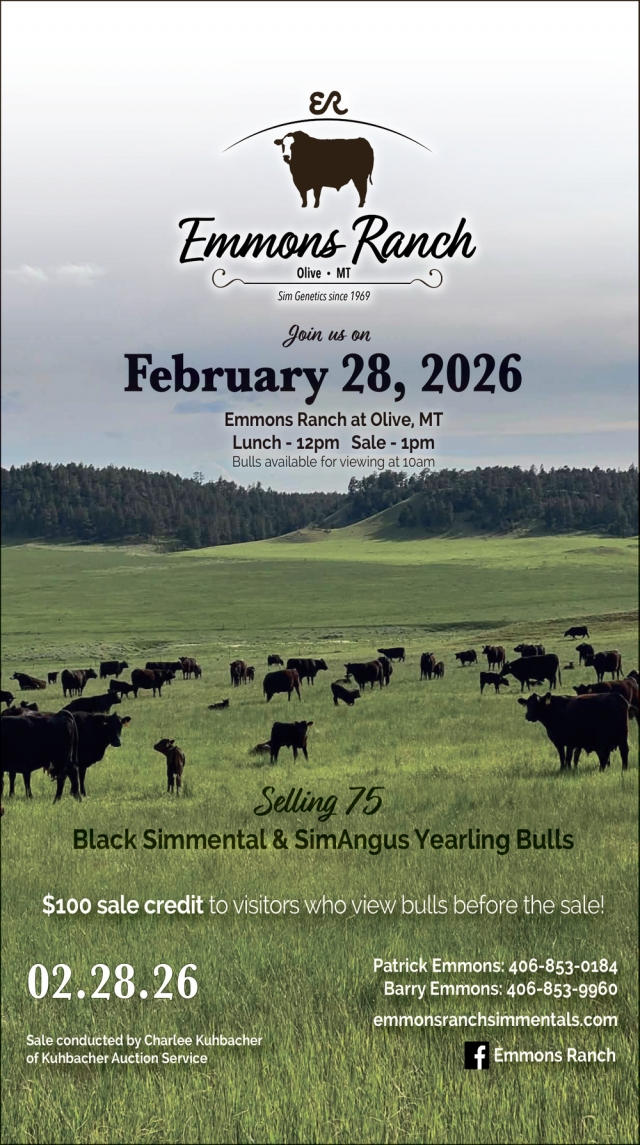Selling 75 Black Simmental & SimAngus Yearling Bulls, Emmons Ranch, Olive, MT