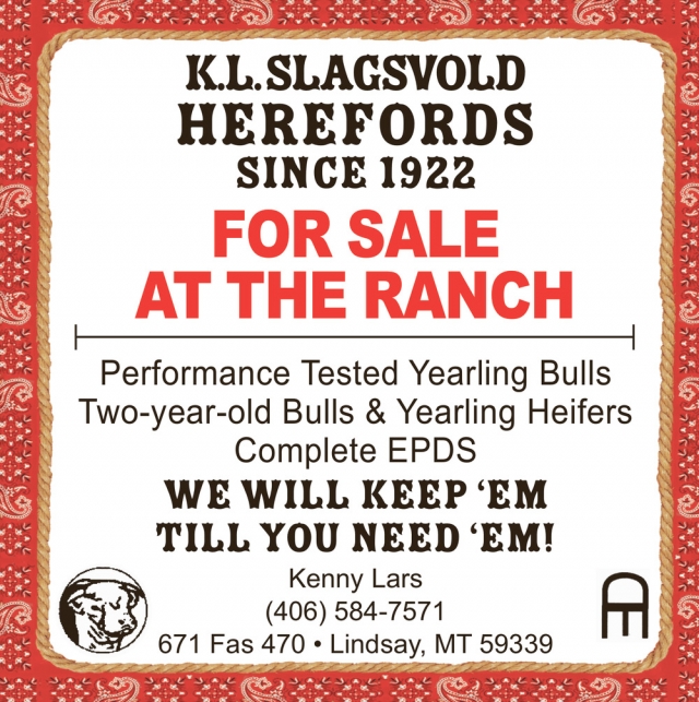 For Sale at The Ranch, K.L. Slagsvold Herefords, Lindsay, MT