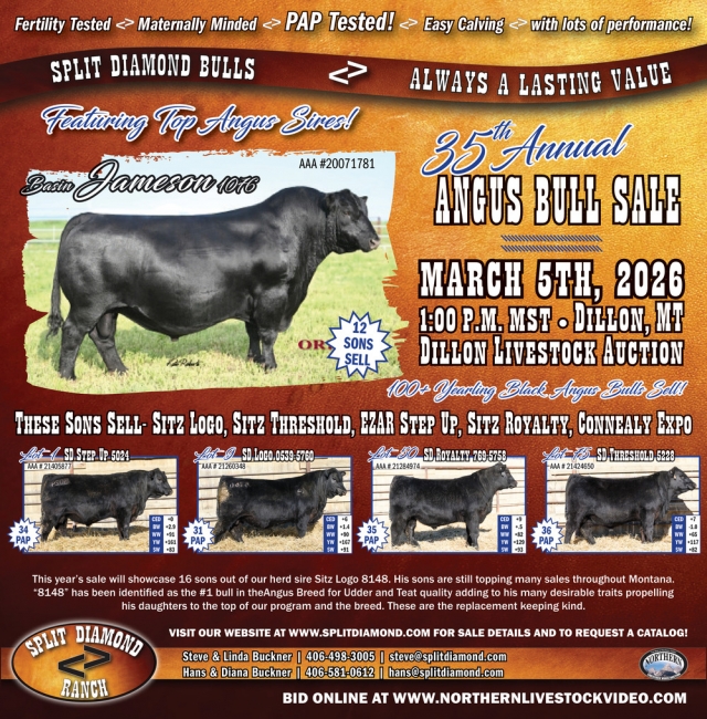 Featuring top angus Sires!, Split Diamond Ranch