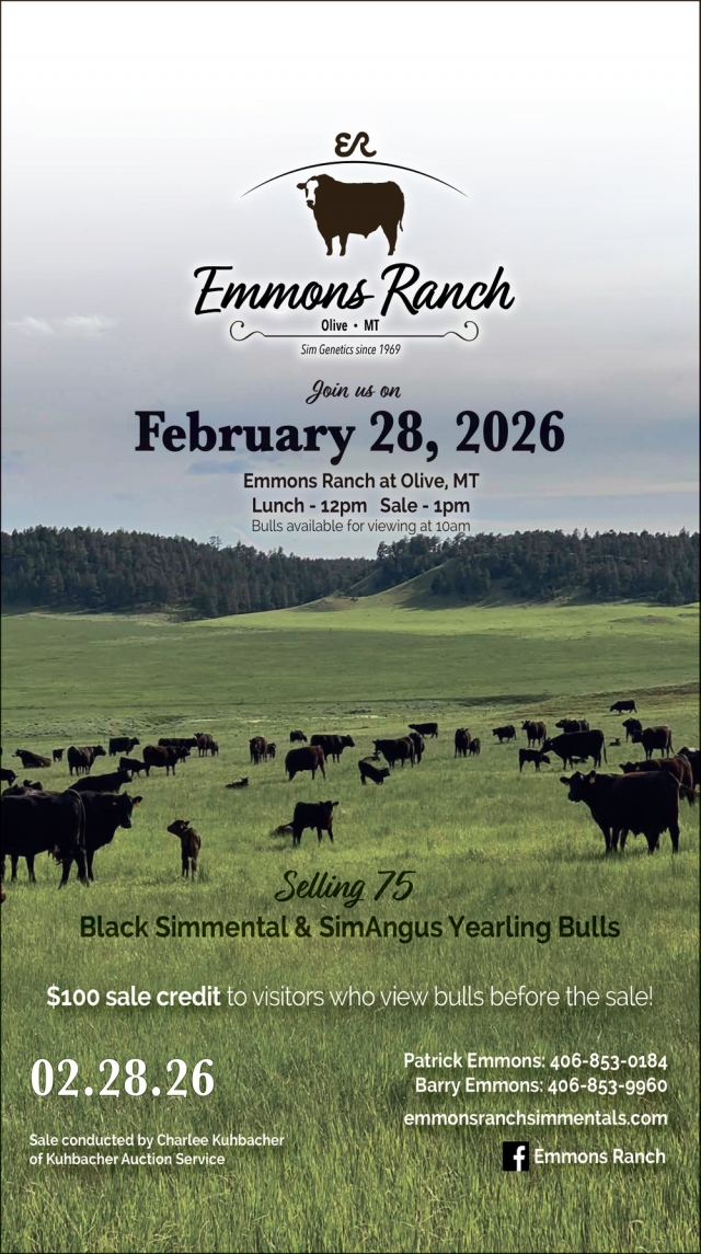 Selling 75 Black Simmental & SimAngus Yearling Bulls, Emmons Ranch, Olive, MT