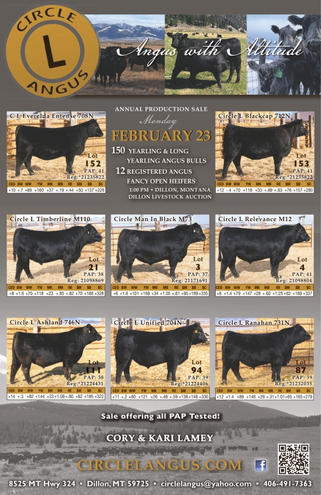 Angus with Attitude, Circle L Angus, Dillon, MT