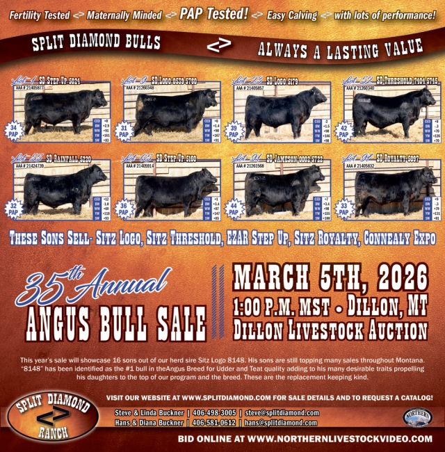35th Annual Bull Sale, Split Diamond Ranch