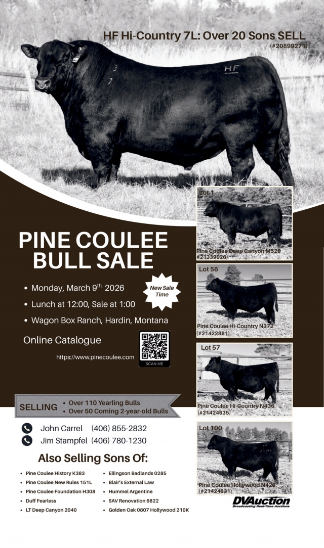 Bull Sale, Pine Coulee Bull Sale
