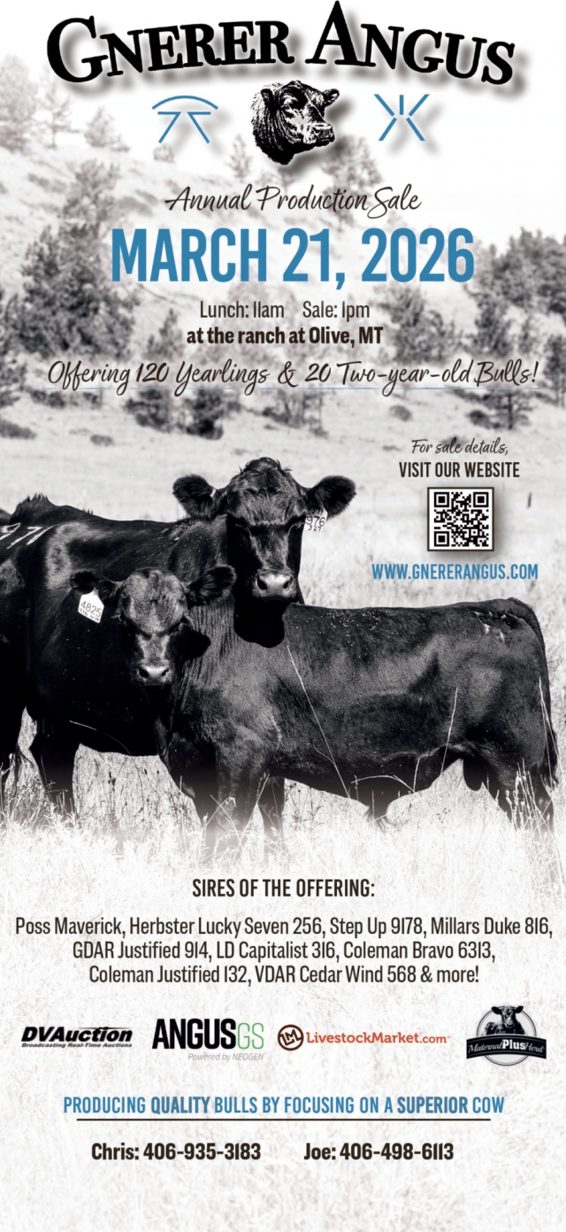 Annual Production Sale, Gnerer Angus, Volborg, MT