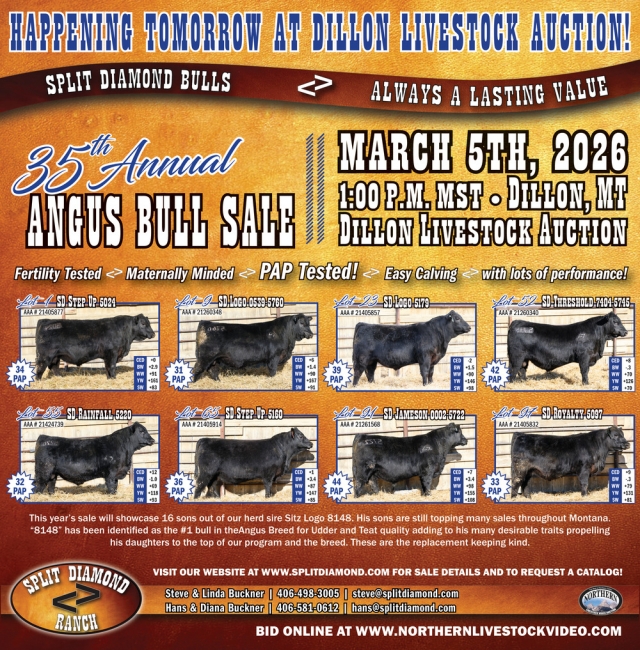 35th Annual Bull Sale, Split Diamond Ranch