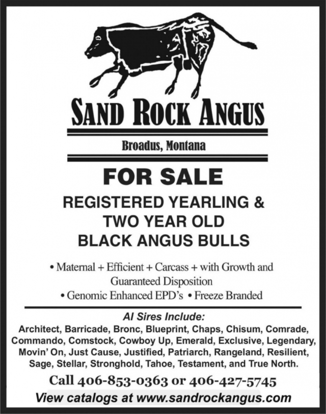 Registered Yearling & Two Year Old Black Angus Bulls, Sand Rock Angus