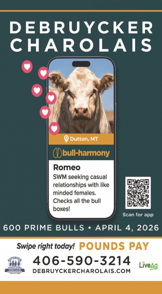 600 Prime Bulls, Debruycker Charolais