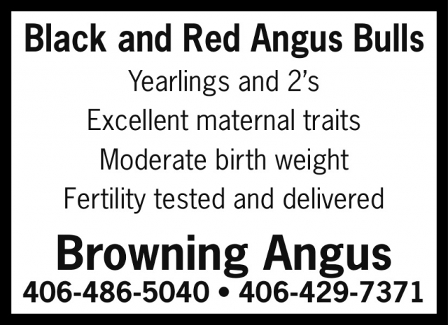 Black and Red Angus Bulls, Browning Angus, MT