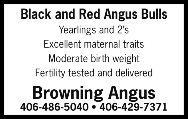 Black and Red Angus Bulls, Browning Angus, MT