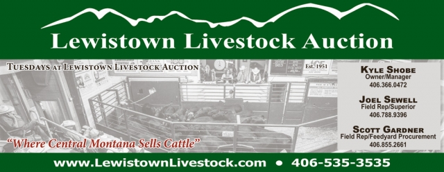 Where Central Montana Sells Cattle, Lewistown Livestock Auction, Lewistown, MT