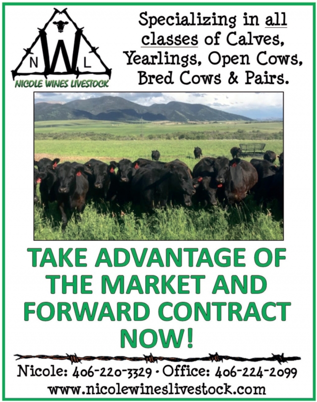 Specializing in All Classes of Calves, Yearlings, Open Cows, Bred Cows & Pairs., Nicole Wines Livestock