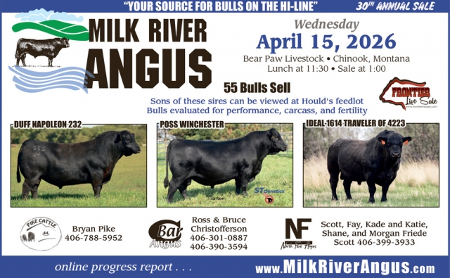 Your Source for Bulls on The Hi-Line, Milk River Angus