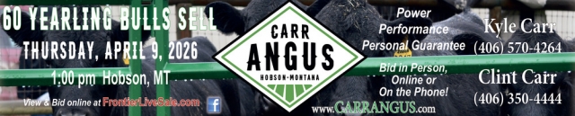 60 Yearling Bulls Sell, Carr Angus