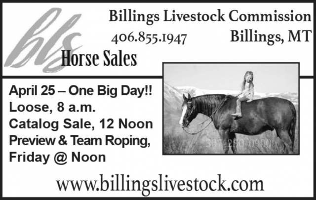 Horse Sales, Billings Livestock Commission, Billings, MT