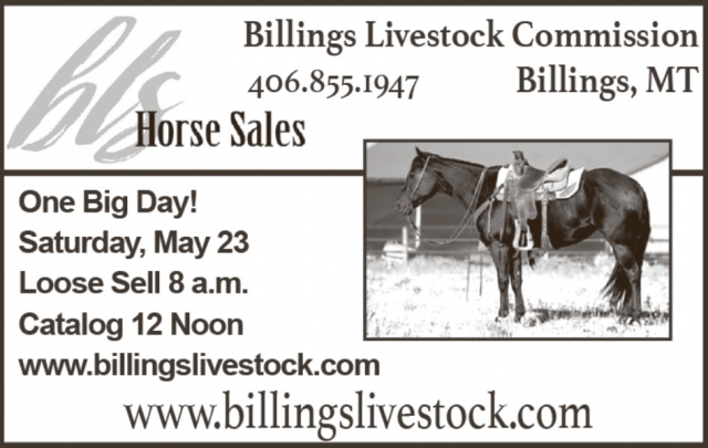 Horse Sales, Billings Livestock Commission, Billings, MT