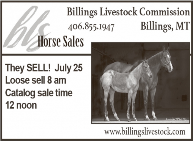 Auction Horses Now, Billings Livestock Commission, Billings, MT