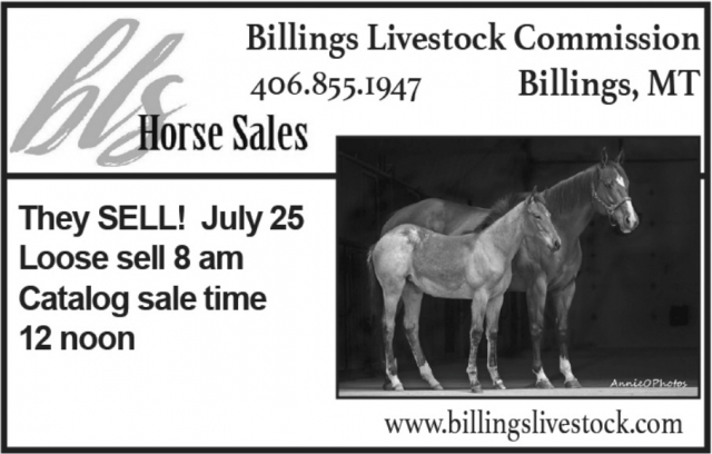 Auction Horses Now    , Billings Livestock Commission, Billings, MT