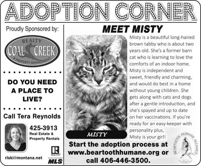 Adopt a Loving Cat Today, Tera Reynolds - Coal Creek Realty & Property Management