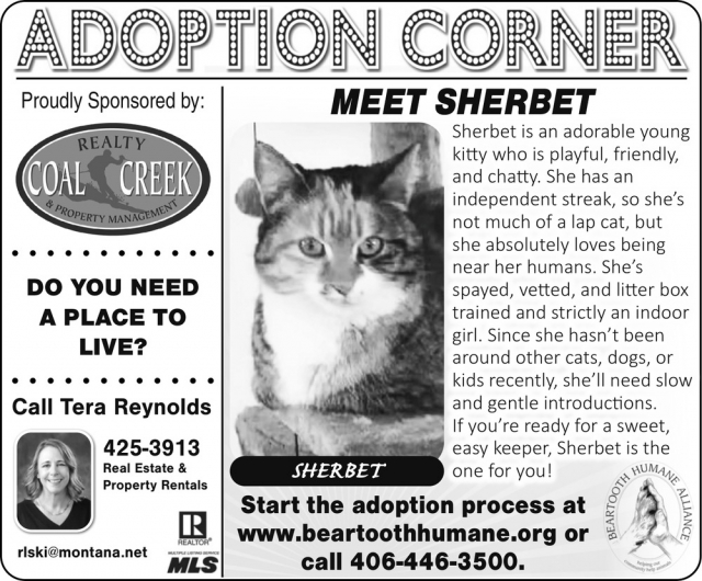 Meet Sherbet, Ready to Adopt, Beartooth Humane Alliance