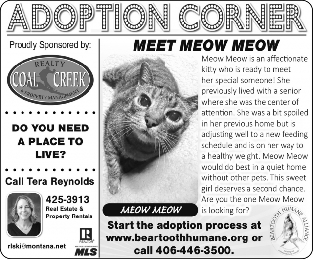 Adopt A Loving Cat Today, Tera Reynolds - Coal Creek Realty & Property Management