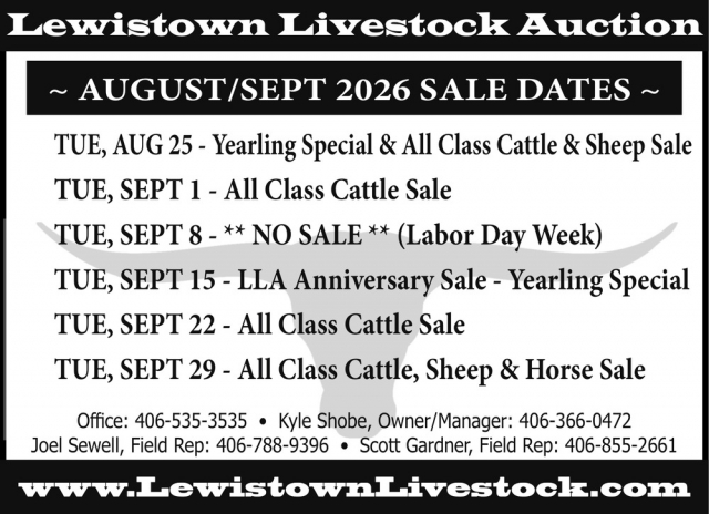 Bring Your Cattle to Auction, Lewistown Livestock Auction, Lewistown, MT