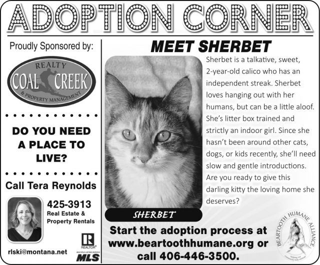 Meet Sherbet, Ready to Adopt, Beartooth Humane Alliance, Red Lodge, MT