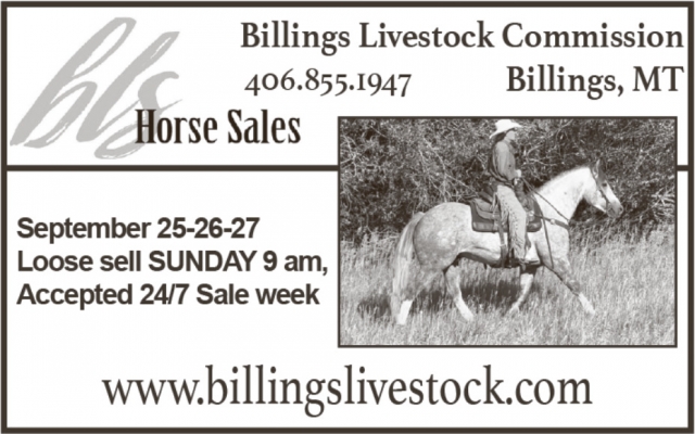 Find Your Next Horse Here , Billings Livestock Commission, Billings, MT