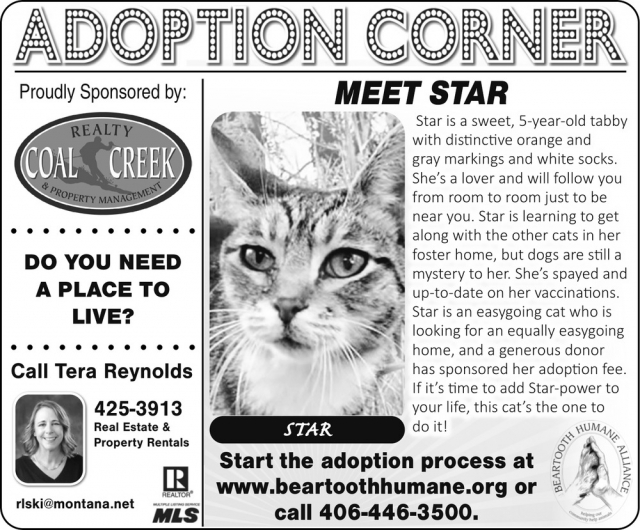 Meet Star, Ready to Adopt, Beartooth Humane Alliance, Red Lodge, MT